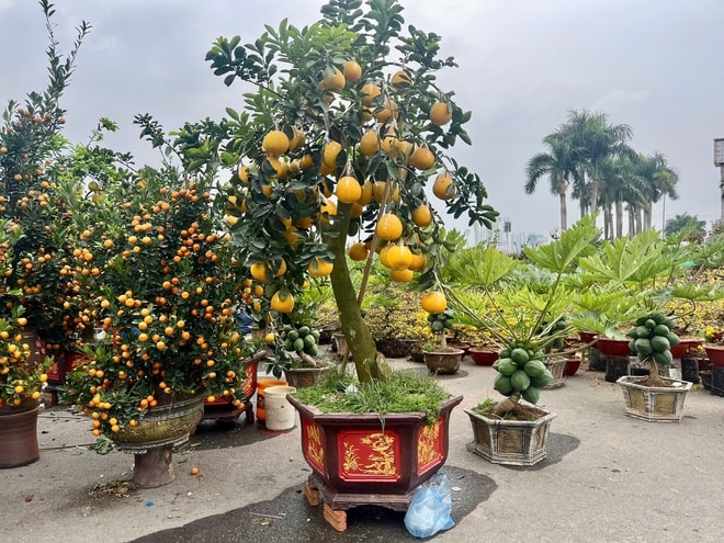 Đào quất xuống phố sớm, chợ Tết vẫn chưa đông- Ảnh 11.