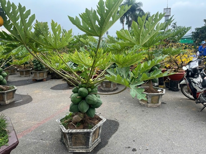 Đào quất xuống phố sớm, chợ Tết vẫn chưa đông- Ảnh 12.