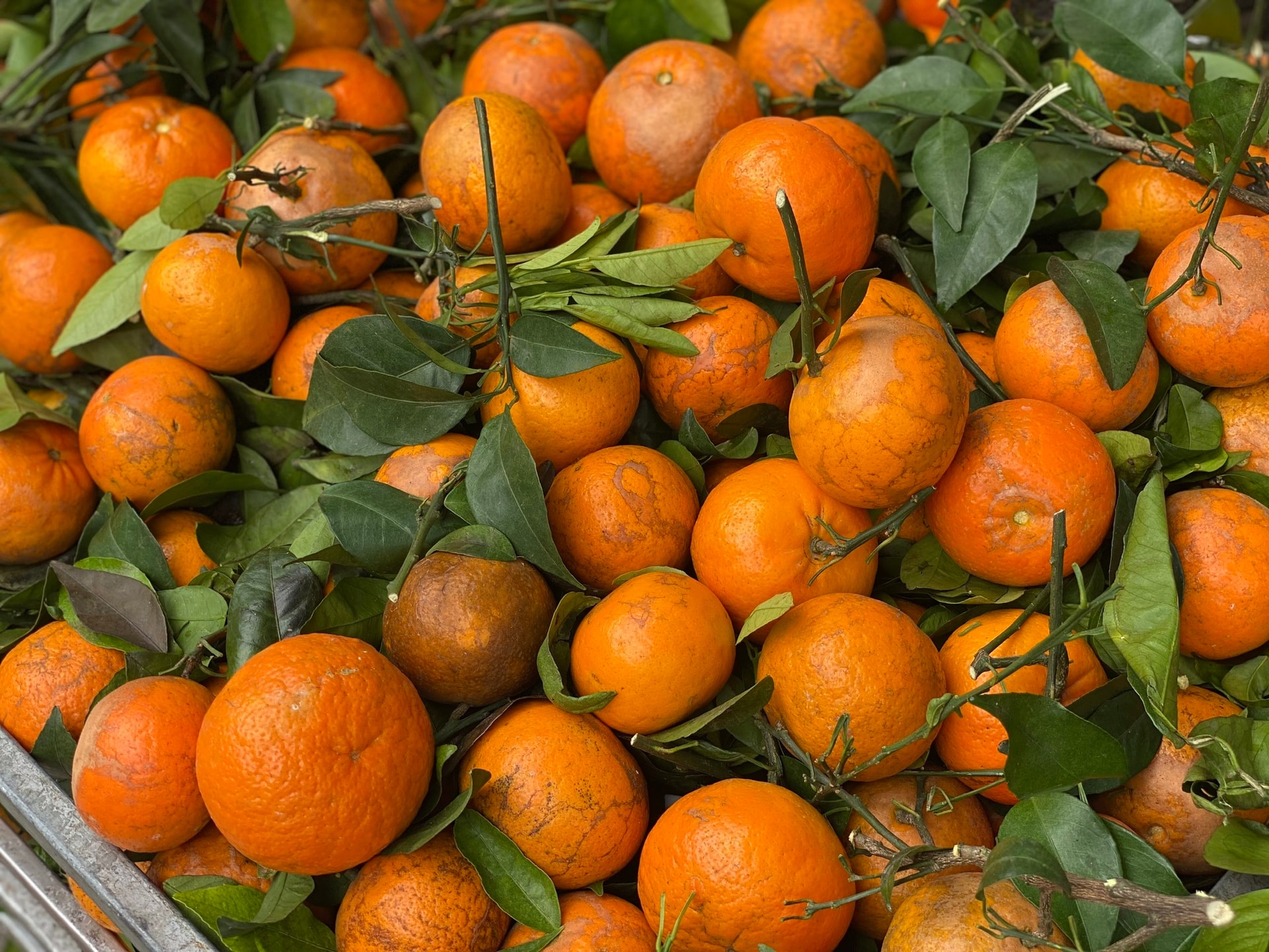 Quýt sim ‘xả’ đầy chợ, giá rẻ chỉ hơn chục nghìn đồng/kg dịp cận Tết Nguyên đán- Ảnh 2.