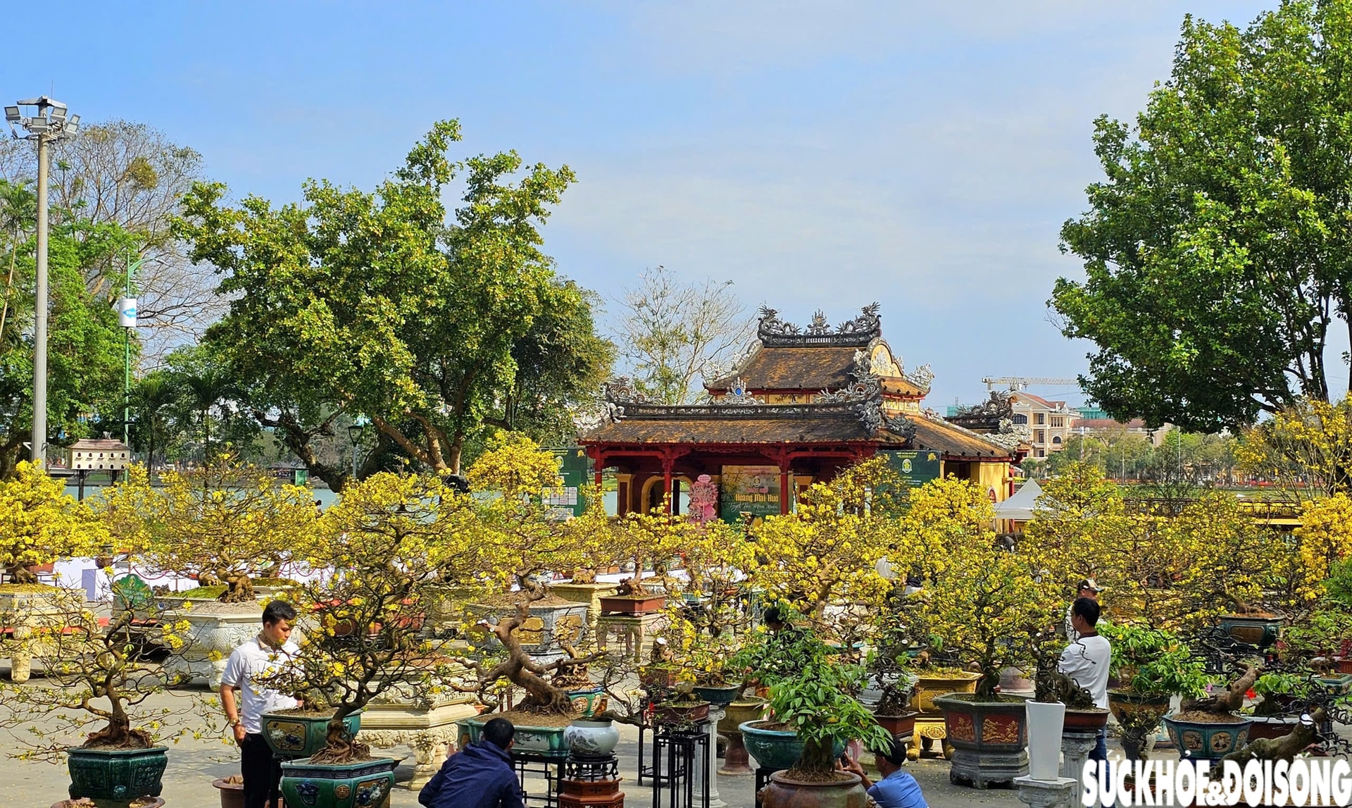 Chiêm ngưỡng dàn mai vàng cổ thụ quý hiếm 'hội tụ' ở Cố đô Huế- Ảnh 2.