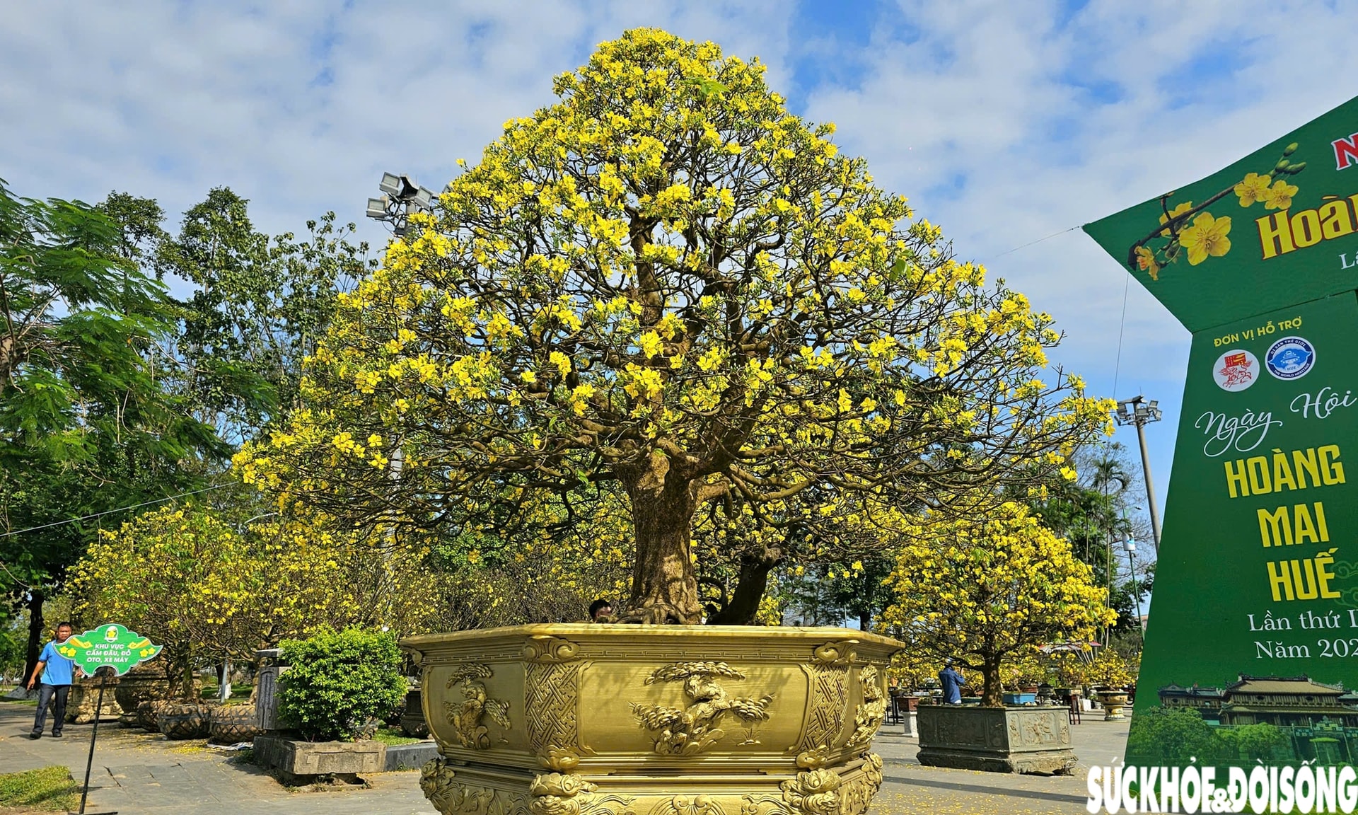 Chiêm ngưỡng dàn mai vàng cổ thụ quý hiếm 'hội tụ' ở Cố đô Huế- Ảnh 3.