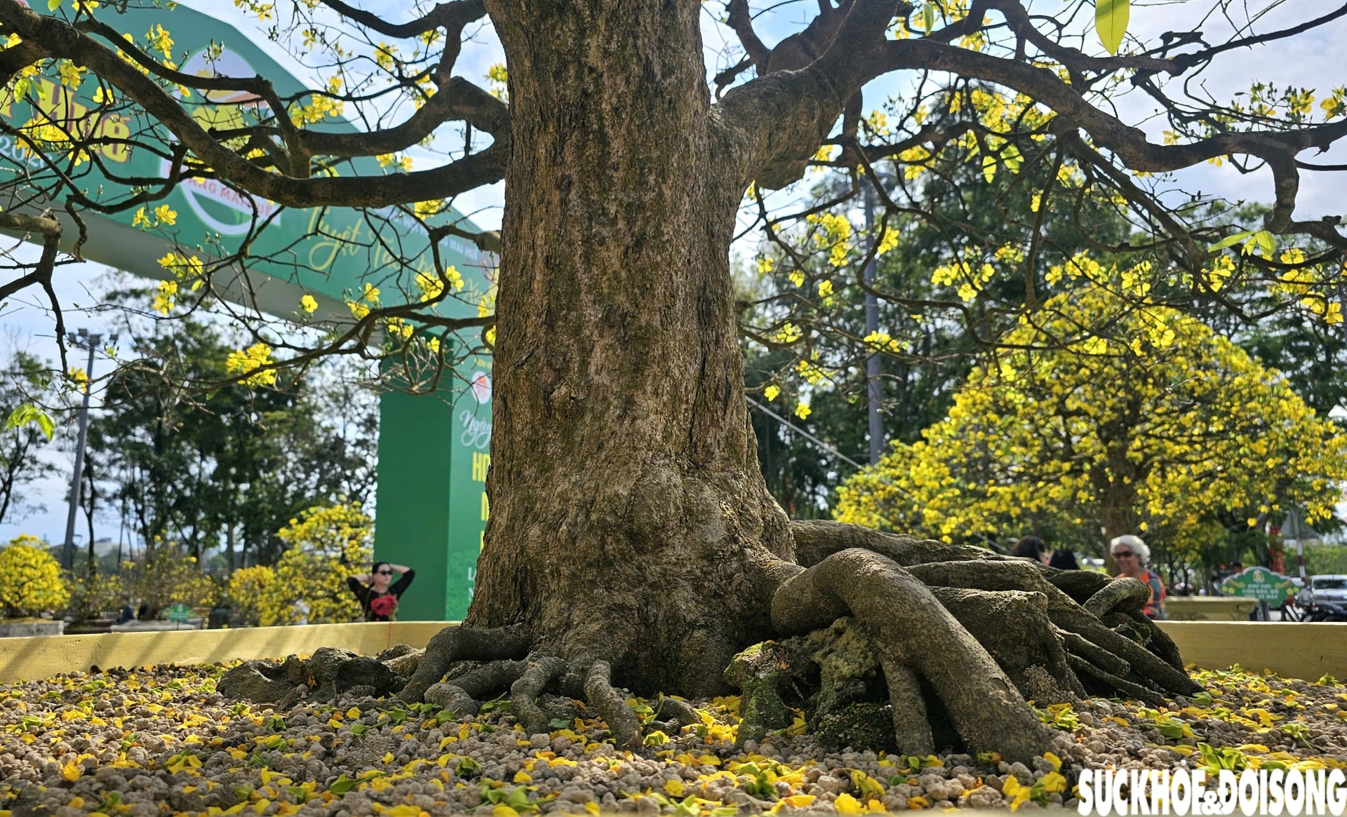 Chiêm ngưỡng dàn mai vàng cổ thụ quý hiếm 'hội tụ' ở Cố đô Huế- Ảnh 5.