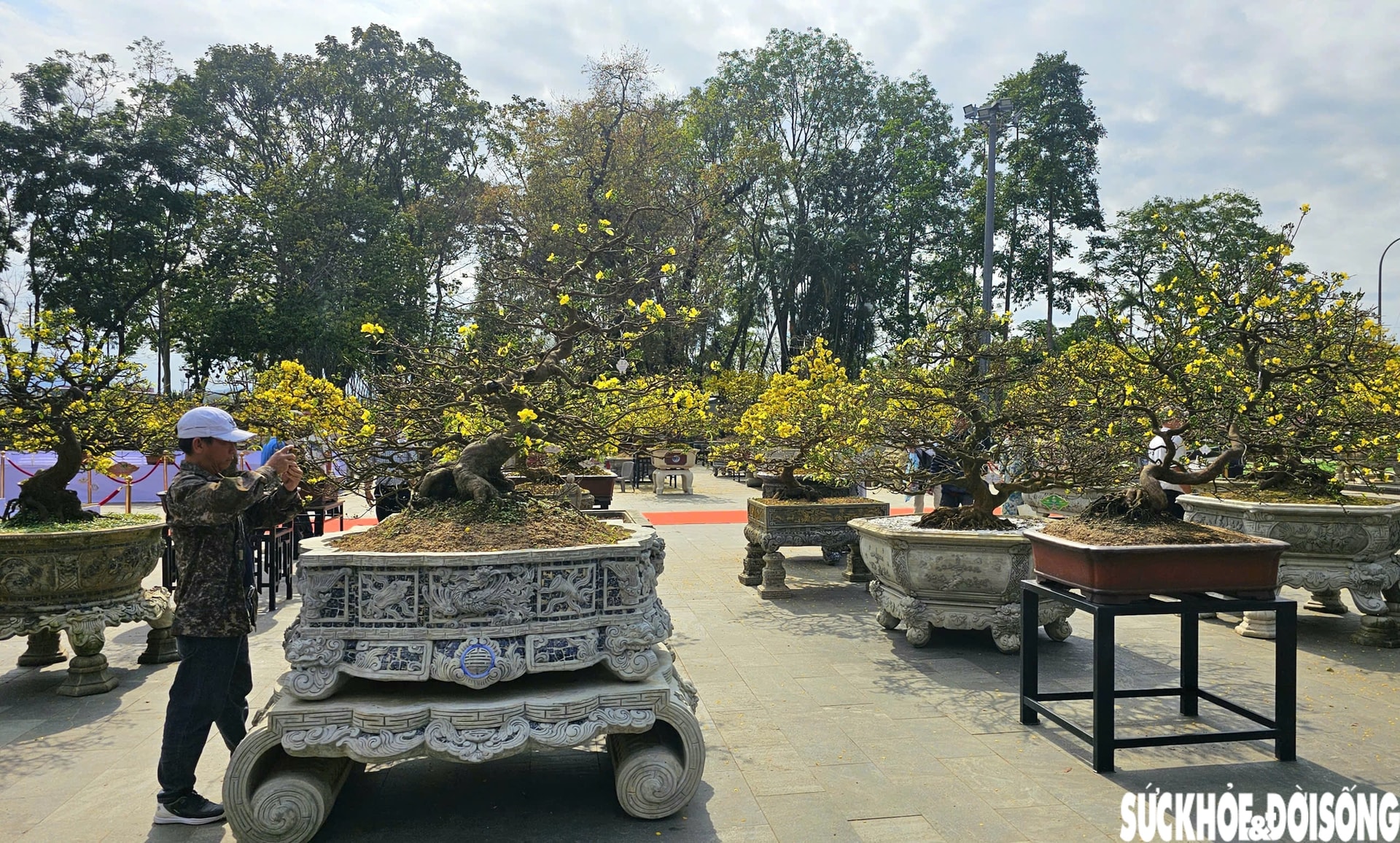 Chiêm ngưỡng dàn mai vàng cổ thụ quý hiếm 'hội tụ' ở Cố đô Huế- Ảnh 8.