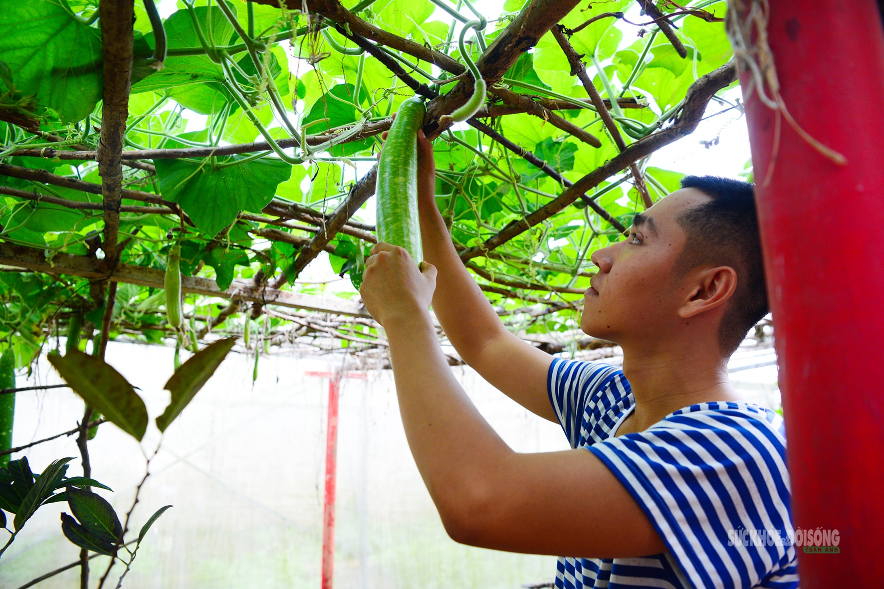 'Công viên xanh' giữa biển trời Tây Nam- Ảnh 1.