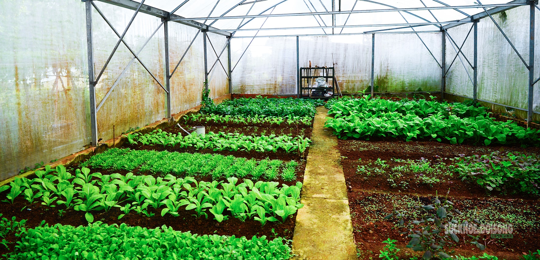 'Công viên xanh' giữa biển trời Tây Nam- Ảnh 5.