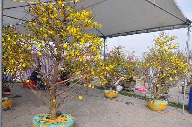 Sắc đào rừng, mai vàng nhuộm thắm Quảng trường Lam Sơn- Ảnh 7.