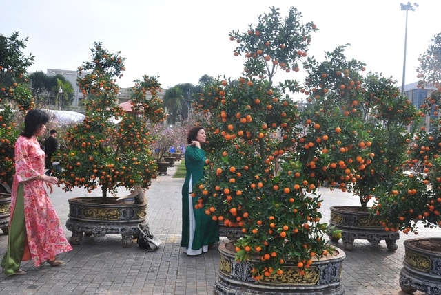 Sắc đào rừng, mai vàng nhuộm thắm Quảng trường Lam Sơn- Ảnh 3.