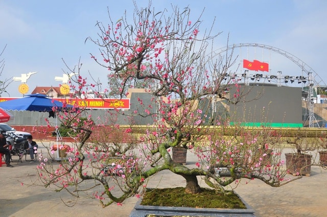Sắc đào rừng, mai vàng nhuộm thắm Quảng trường Lam Sơn- Ảnh 2.
