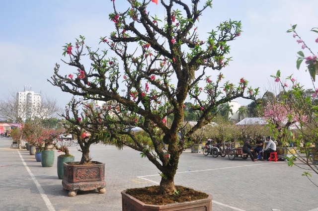 Sắc đào rừng, mai vàng nhuộm thắm Quảng trường Lam Sơn- Ảnh 4.