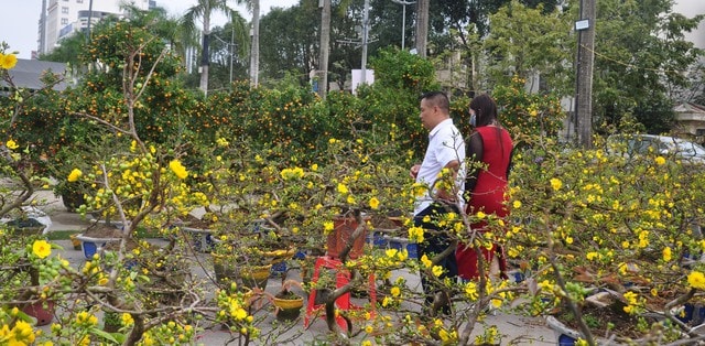 Sắc đào rừng, mai vàng nhuộm thắm Quảng trường Lam Sơn- Ảnh 1.
