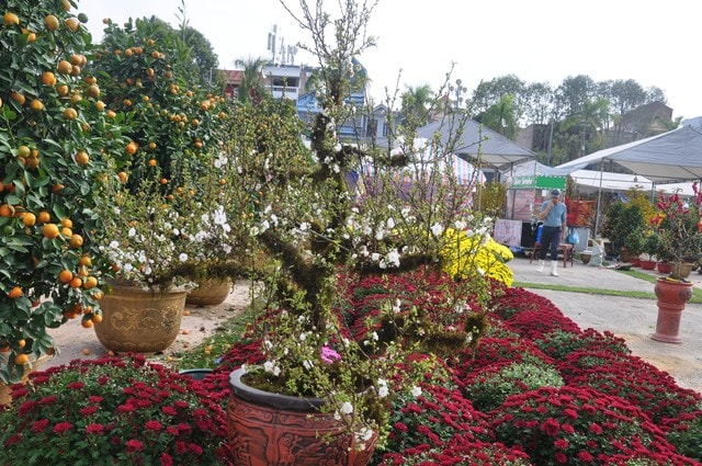 Sắc đào rừng, mai vàng nhuộm thắm Quảng trường Lam Sơn- Ảnh 6.