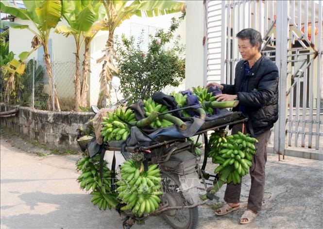 Đặc sản chuối tiến Vua dịp Tết khan hiếm- Ảnh 2.