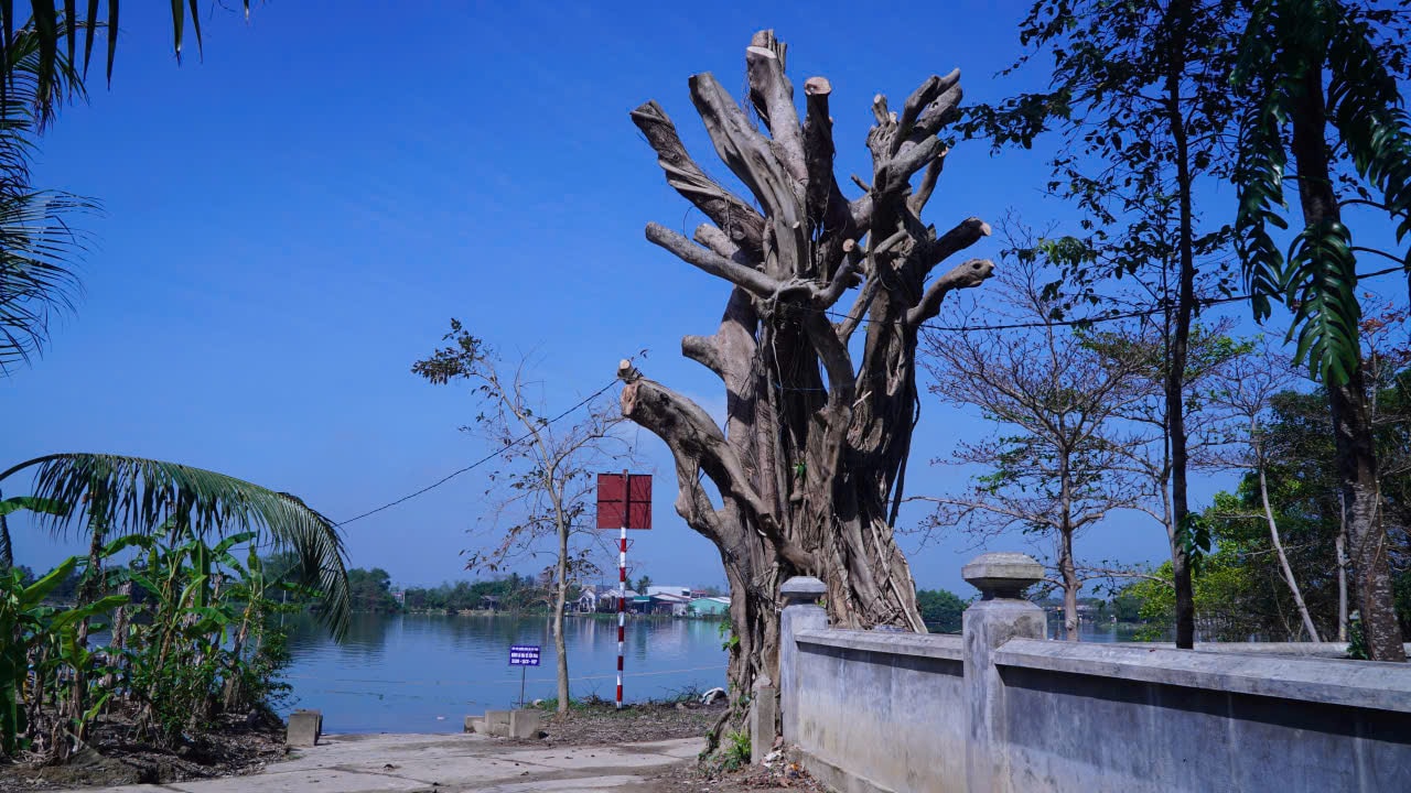 Phường ở Huế lên tiếng về thông tin cây cổ thụ tại khu vực di tích bị cắt tỉa quá mức - Ảnh 1.