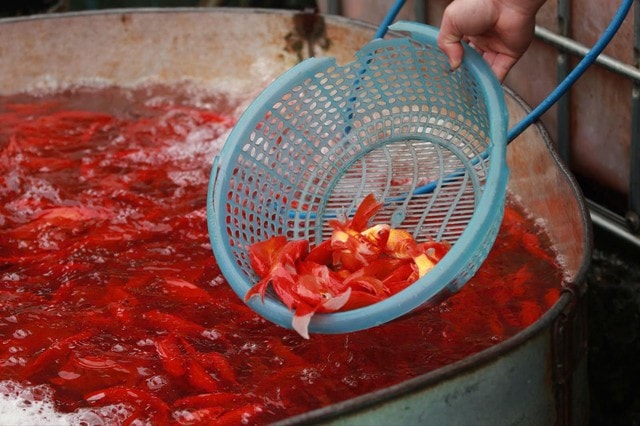 Loại cá chép nào được ưa chuộng trong lễ cúng ông Công, ông Táo?- Ảnh 2.