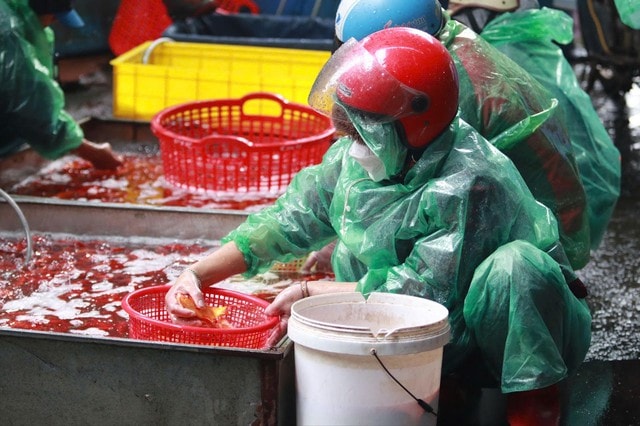 Loại cá chép nào được ưa chuộng trong lễ cúng ông Công, ông Táo?- Ảnh 3.