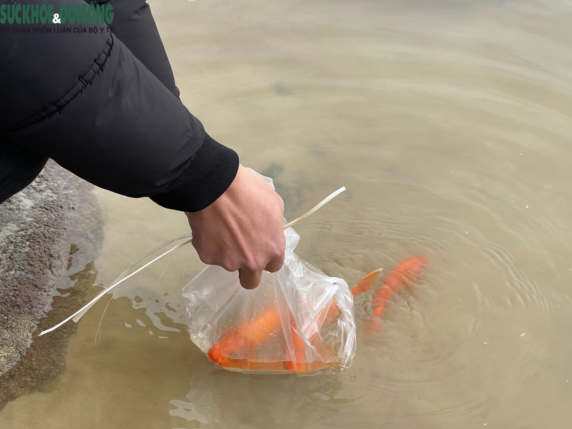 Đưa cả gia đình đi thả cá chép ngày ông Công ông Táo- Ảnh 7.