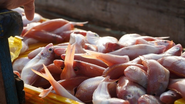 Lâm Đồng rộn ràng tàu cập bến, ngư dân đón xuân từ những khoang cá- Ảnh 2.