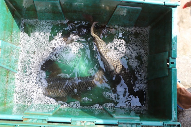 Người TPHCM thuê ghe ra giữa sông để thả cá, tiễn ông Công, ông Táo- Ảnh 6.