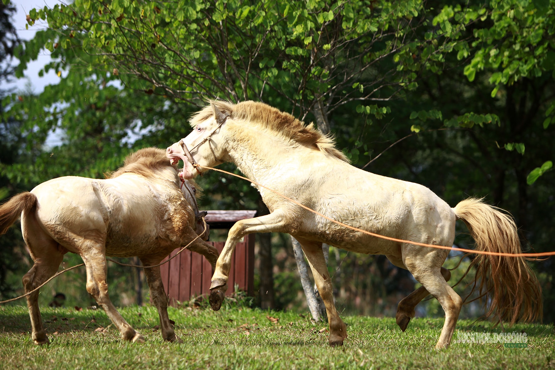 Chiêm ngưỡng ngựa bạch Hữu Kiên, 'báu vật' vùng cao giữa lòng Hà Nội- Ảnh 9.