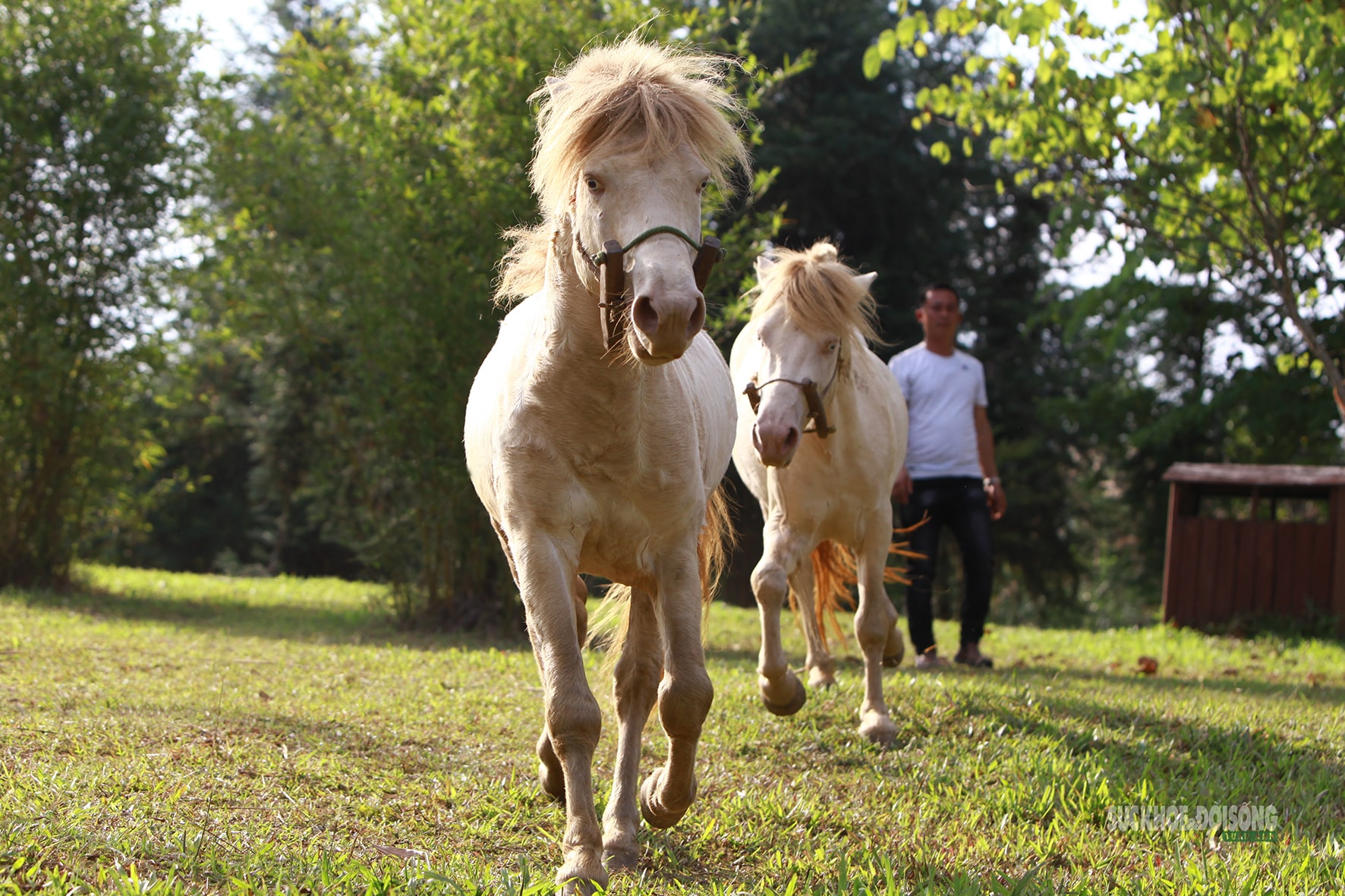 Chiêm ngưỡng ngựa bạch Hữu Kiên, 'báu vật' vùng cao giữa lòng Hà Nội- Ảnh 1.