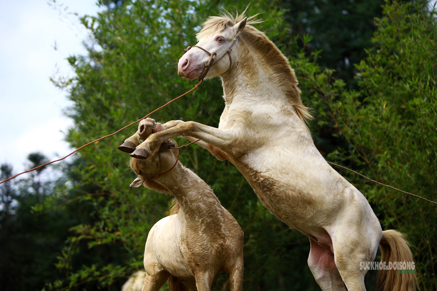 Chiêm ngưỡng ngựa bạch Hữu Kiên, 'báu vật' vùng cao giữa lòng Hà Nội- Ảnh 6.