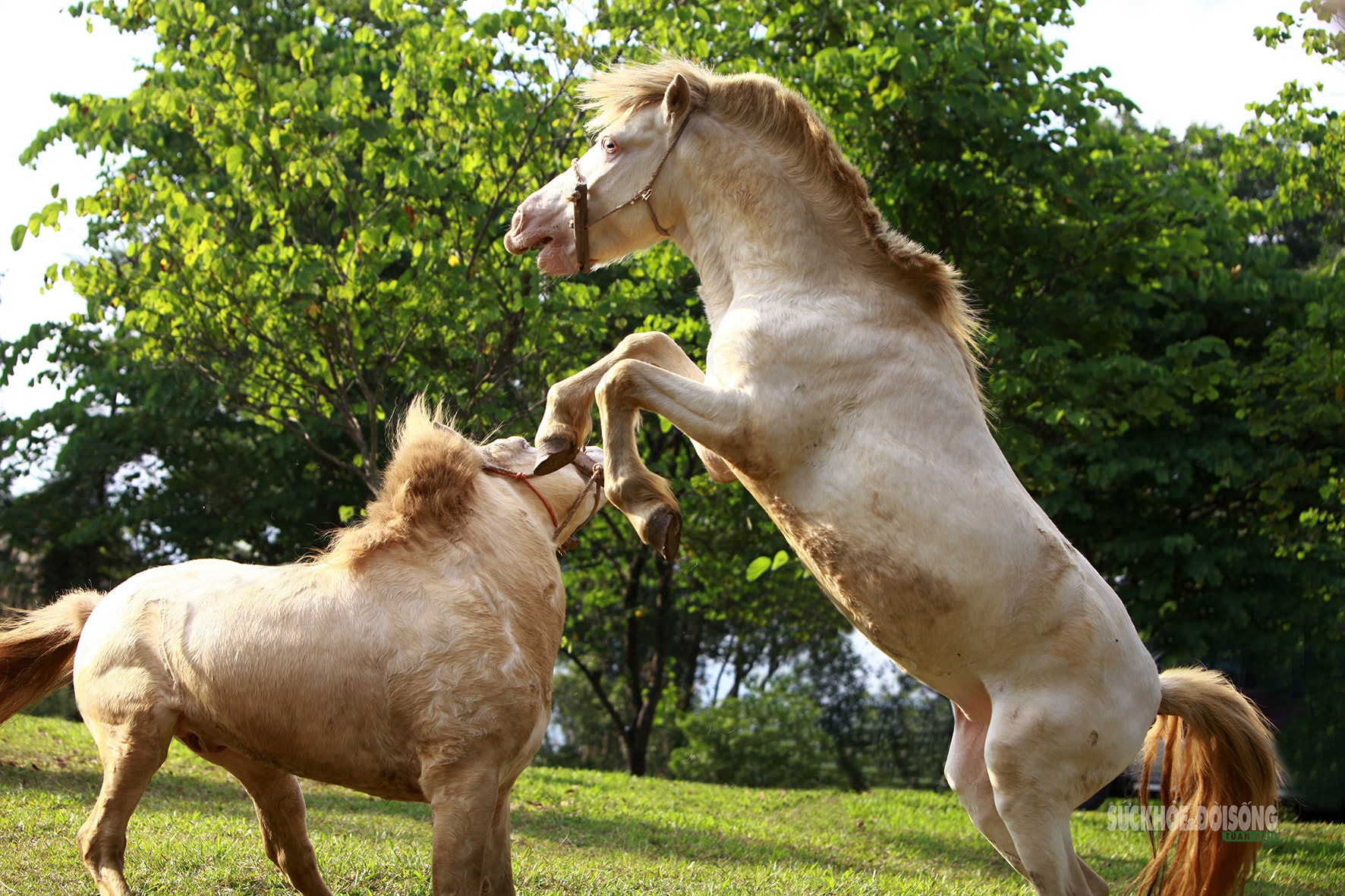 Chiêm ngưỡng ngựa bạch Hữu Kiên, 'báu vật' vùng cao giữa lòng Hà Nội- Ảnh 5.