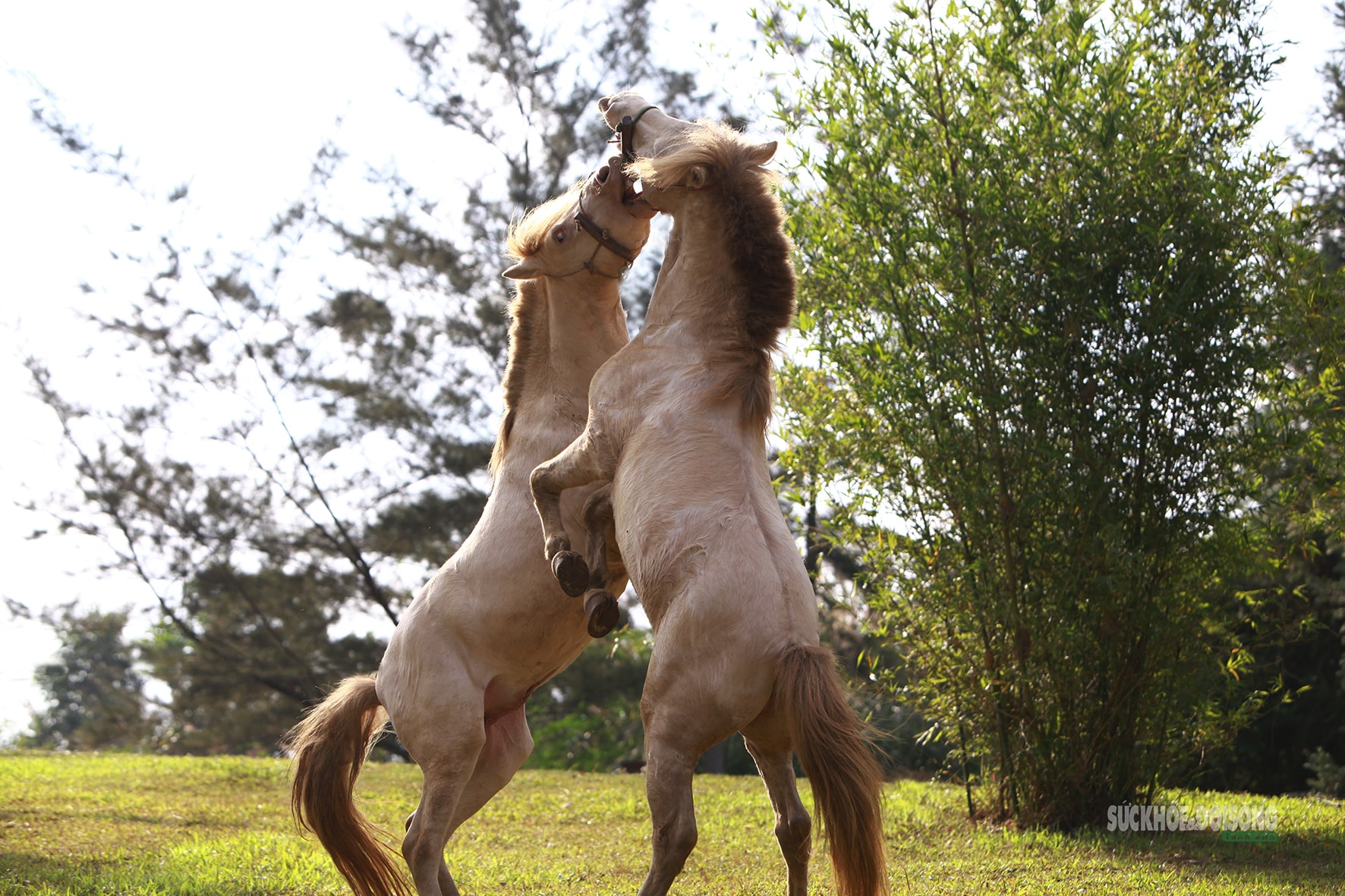 Chiêm ngưỡng ngựa bạch Hữu Kiên, 'báu vật' vùng cao giữa lòng Hà Nội- Ảnh 8.