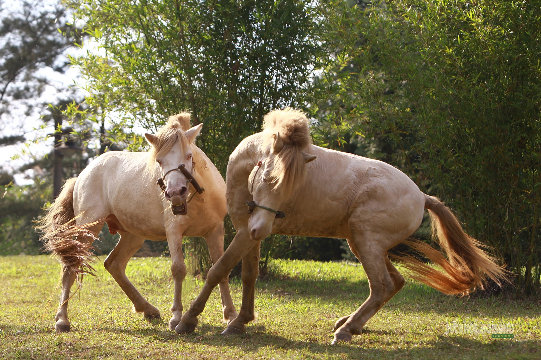 Chiêm ngưỡng ngựa bạch Hữu Kiên, 'báu vật' vùng cao giữa lòng Hà Nội- Ảnh 2.