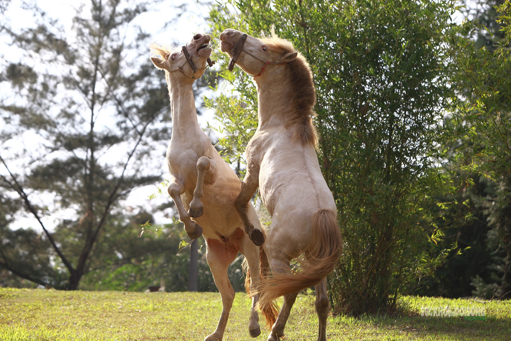 Chiêm ngưỡng ngựa bạch Hữu Kiên, 'báu vật' vùng cao giữa lòng Hà Nội- Ảnh 3.