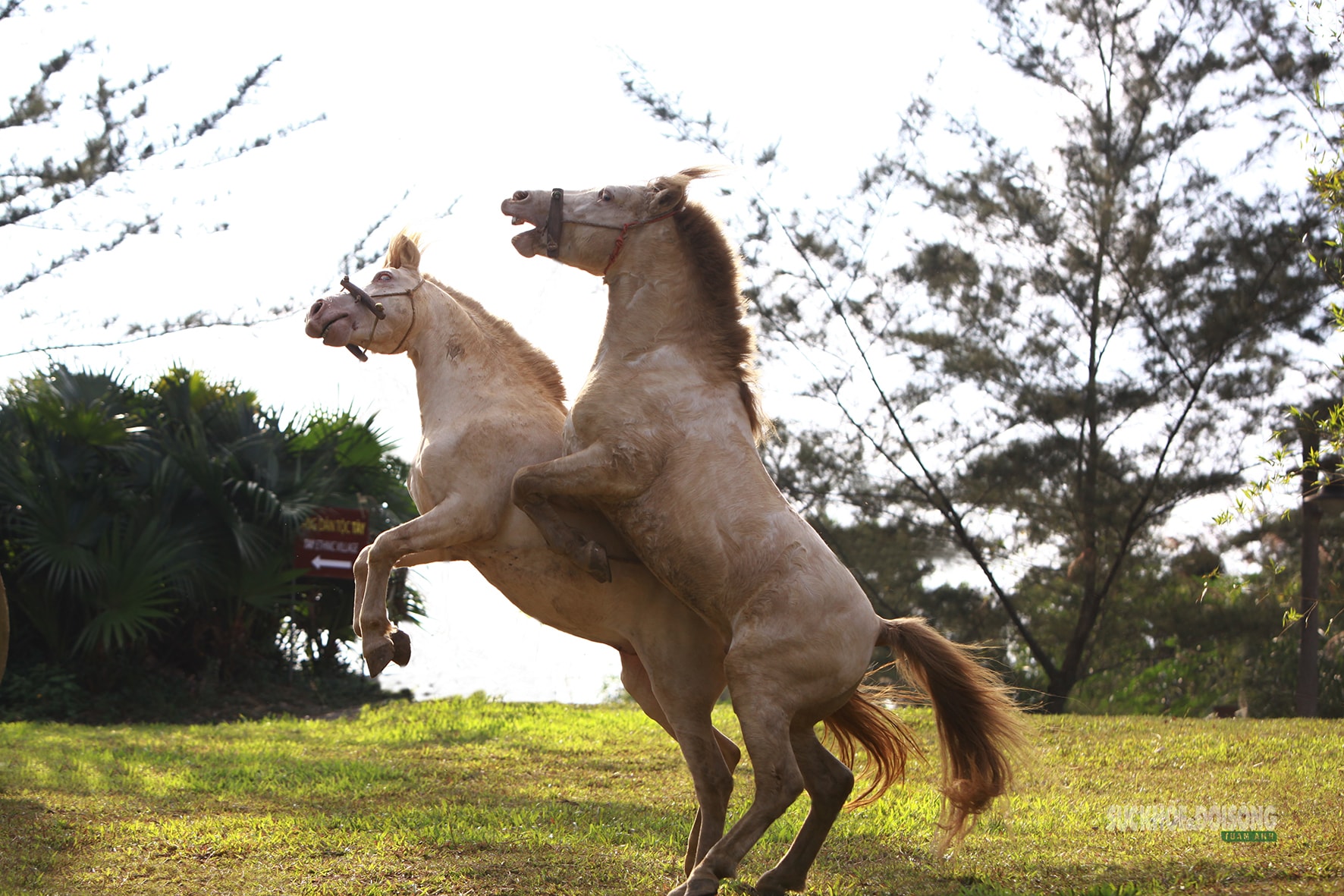 Chiêm ngưỡng ngựa bạch Hữu Kiên, 'báu vật' vùng cao giữa lòng Hà Nội- Ảnh 10.