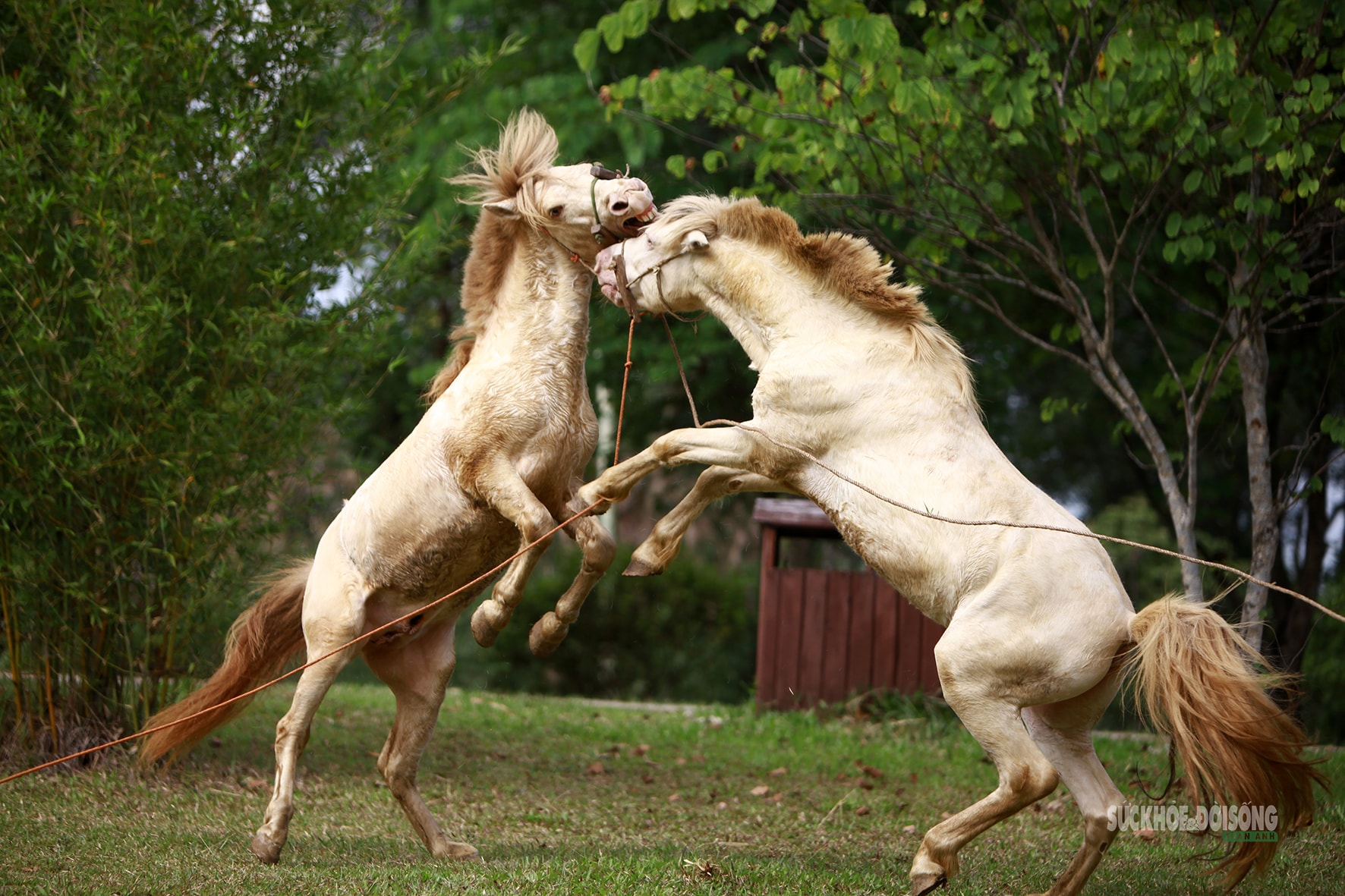 Chiêm ngưỡng ngựa bạch Hữu Kiên, 'báu vật' vùng cao giữa lòng Hà Nội- Ảnh 4.