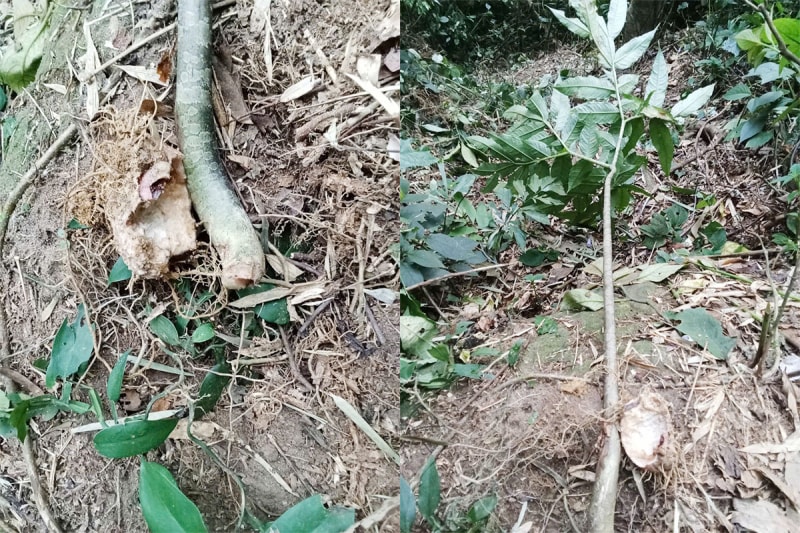 Cảnh báo nguy cơ ngộ độc khi ăn củ nưa, củ ráy- Ảnh 2. Cảnh báo nguy cơ ngộ độc khi ăn củ nưa, củ ráy- Ảnh 2.