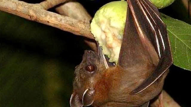 TPHCM kiểm tra thân nhiệt toàn bộ hành khách nhập cảnh để ngừa virus Nipah- Ảnh 2.