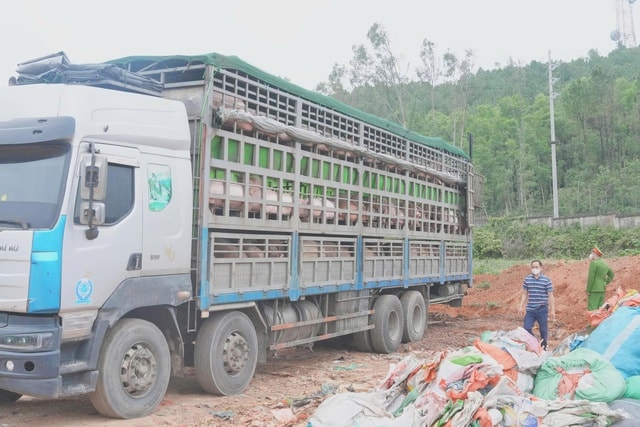 Ngăn chặn hơn 15 tấn lợn nhiễm dịch tả lợn châu Phi trước thềm Tết- Ảnh 3. Ngăn chặn hơn 15 tấn lợn nhiễm dịch tả lợn châu Phi trước thềm Tết- Ảnh 3.