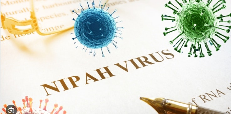 Virus Nipah thuộc họ Paramyxoviridae, có cấu trúc RNA sợi đơn, chiều âm (-ssRNA) và có vỏ bọc lipid.