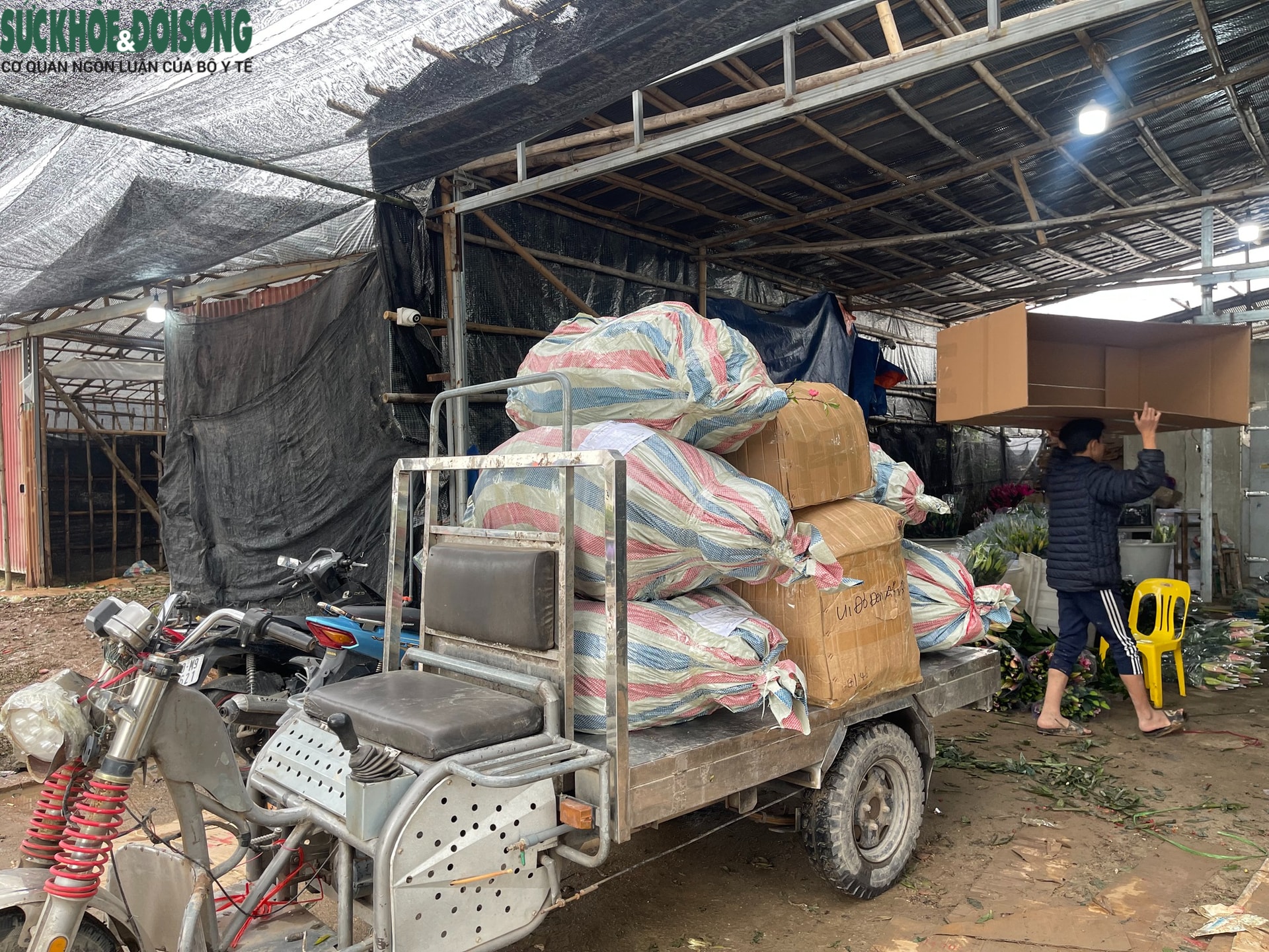 Cận Tết ở làng hoa Tây Tựu: Đơn hàng gấp 3-4 lần, người làm không kịp nghỉ- Ảnh 2.