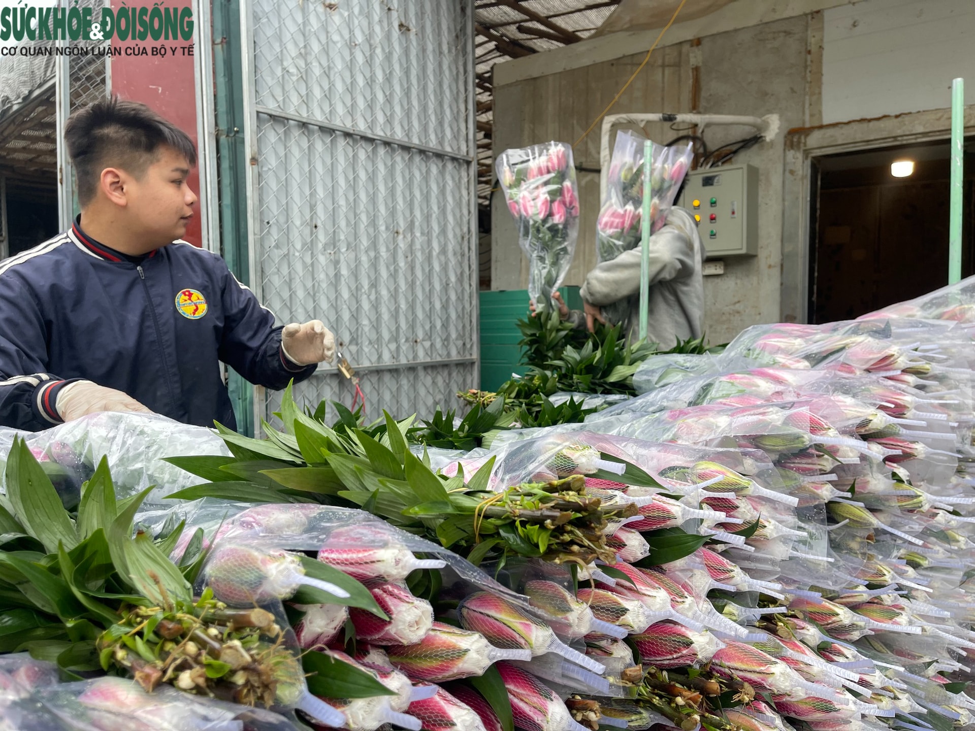 Cận Tết ở làng hoa Tây Tựu: Đơn hàng gấp 3-4 lần, người làm không kịp nghỉ- Ảnh 4.