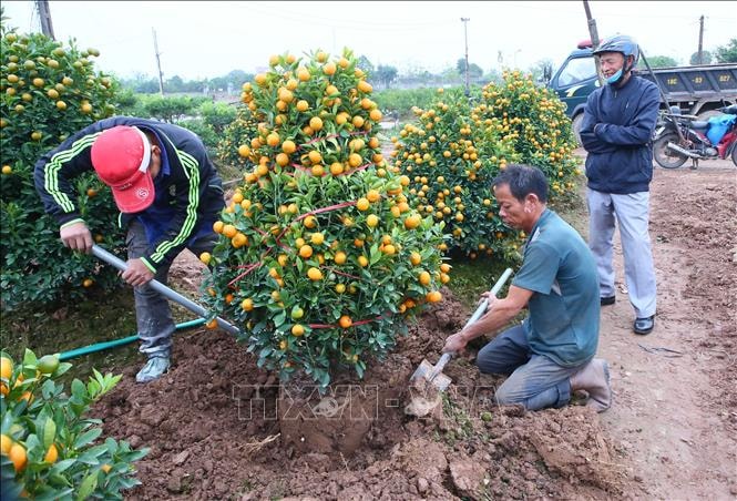Thị trường hoa, cây cảnh Tết: Nơi trầm lắng, nơi cháy hàng- Ảnh 4.