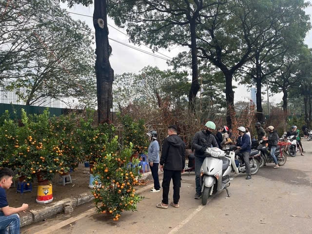 Chở đào quất cồng kềnh dịp Tết có thể bị xử phạt đến 14 triệu đồng- Ảnh 2.