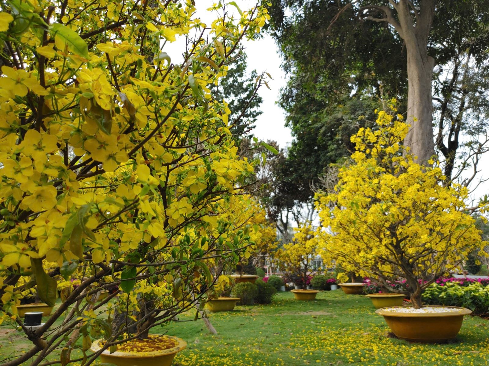 Công viên tưởng niệm nạn nhân COVID-19 hút khách ngày cận Tết- Ảnh 9.