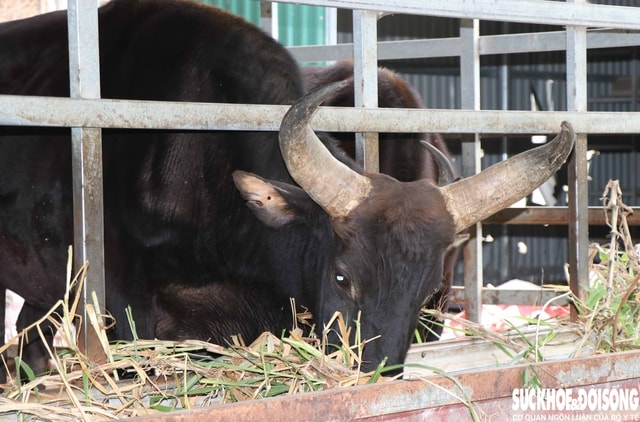 Ngắm đàn bò tót lai vạm vỡ sẵn sàng đón khách du xuân giữa núi rừng Khánh Hòa- Ảnh 5.