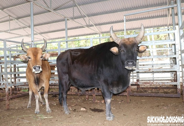 Ngắm đàn bò tót lai vạm vỡ sẵn sàng đón khách du xuân giữa núi rừng Khánh Hòa- Ảnh 4.