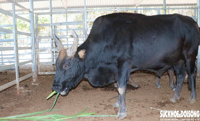 Ngắm đàn bò tót lai vạm vỡ sẵn sàng đón khách du xuân giữa núi rừng Khánh Hòa- Ảnh 2.