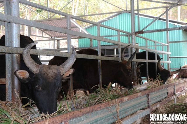 Ngắm đàn bò tót lai vạm vỡ sẵn sàng đón khách du xuân giữa núi rừng Khánh Hòa- Ảnh 1.