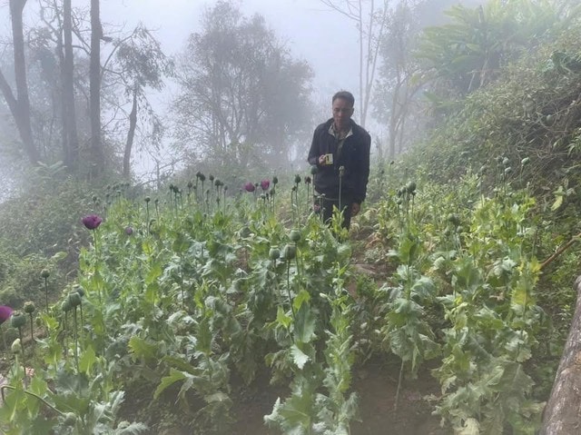 Vườn cây thuốc phiện nằm lẫn nương ngô trong rừng sâu- Ảnh 1.