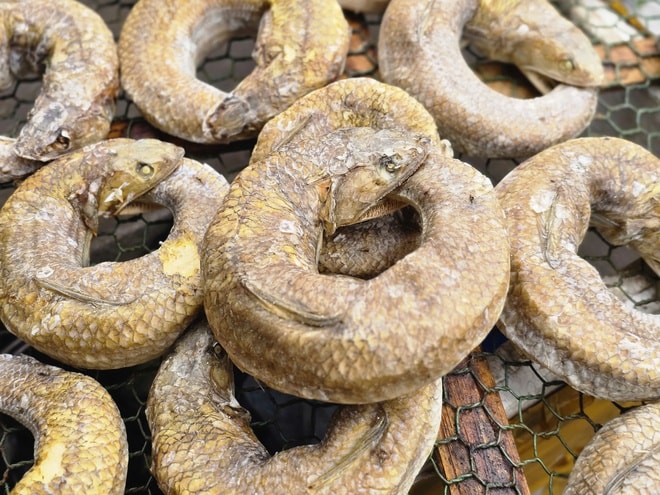 Làng cá nướng Cửa Lò thức cùng lửa Tết- Ảnh 5. Làng cá nướng Cửa Lò thức cùng lửa Tết- Ảnh 5.