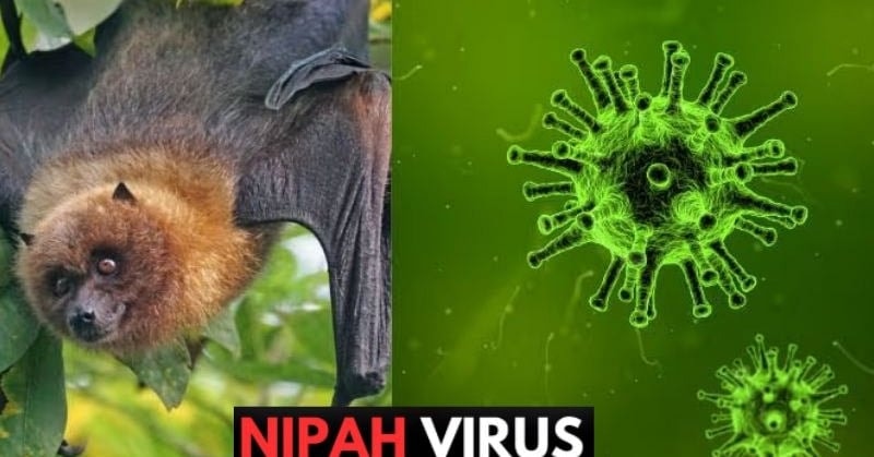 Bộ Y tế hướng dẫn giám sát và phòng bệnh do virus Nipah ở người- Ảnh 1.