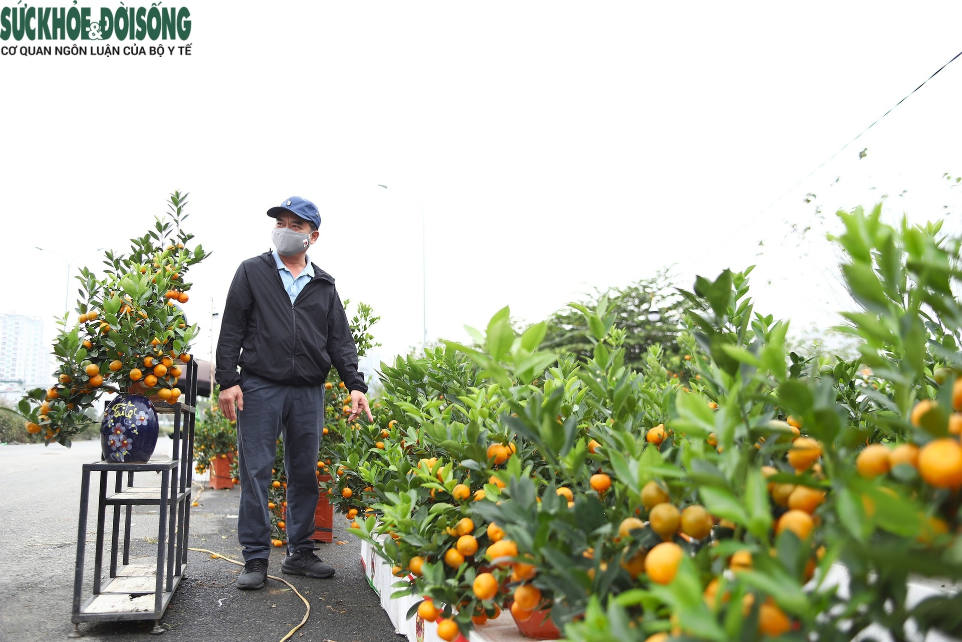 Sức mua giảm, người bán đào, quất tính sẵn nước 