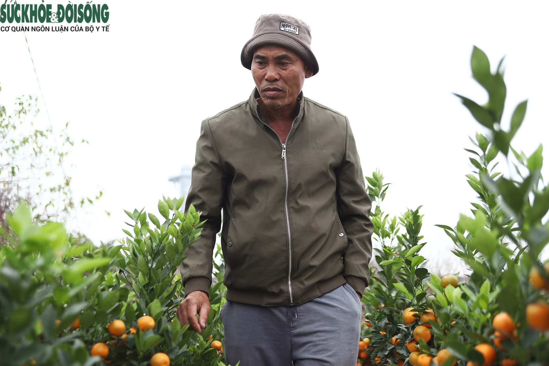 Sức mua giảm, người bán đào, quất tính sẵn nước 