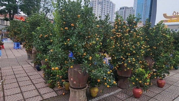 Chợ hoa Tết Tây Hồ: Đường phố thông thoáng, tiểu thương buôn bán trong trật tự- Ảnh 3.